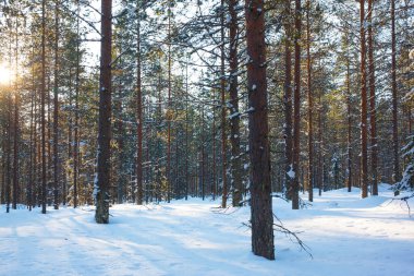 Kış ormanında gün batımı. Güneş ufukta batıyor. Noel Baba 'ya git. Laponya. Karda ağaçlardan gelen berrak gölgeler var. 