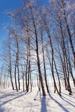 Karda ağaçlardan gelen açık gölgeler var. Ağaç ve huş ağaçlarından oluşan kış ormanı. Kuzey Kutbu 'nda kısa bir kış günü. Güneşli bir kış gününde Laponya. Güneş ufukta batıyor.. 