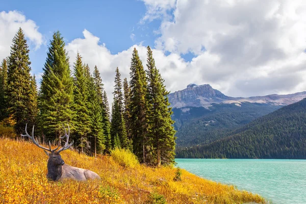湖のそばの背の高い草の中に枝角のある赤い鹿 風光明媚な豪華なエメラルド湖 山の峰紺碧の水で湖を囲む カナダのロッキー山脈 — ストック写真