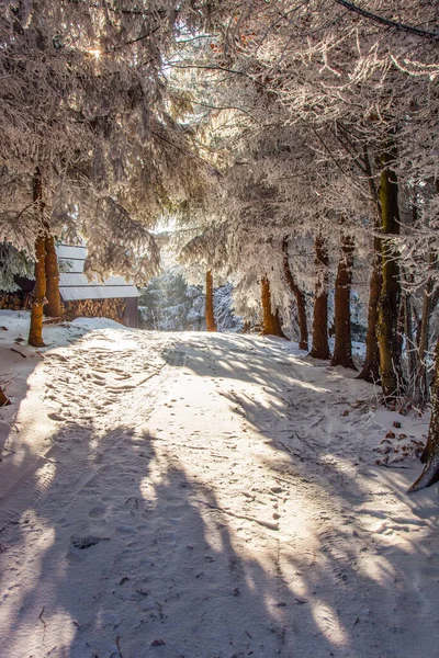 寒冷的冬日清晨 在雪地的森林里 新年的早上 在森林里 山中凉爽的阳光 滑雪板在云杉树间滚过的雪路 — 图库照片