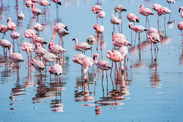 Manhã Cedo Costa Atlântica Namíbia Nascer Sol Rebanho Branco Magnífico — Fotografia de Stock