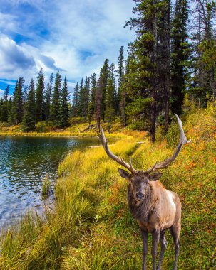 Dallanan boynuzları gölde otlayan muhteşem bir geyik. Kanada Kayalıkları 'ndaki Bighorn otoyolunun yakınında soğuk bulutlu bir sonbahar günü. Ekolojik, aktif ve fotoğraf turizmi kavramı