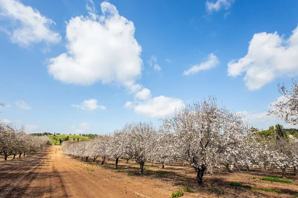 Primavera Febrero Arboleda Almendros Flor Primavera Pintoresco Callejón Almendros Florecientes — Foto de Stock