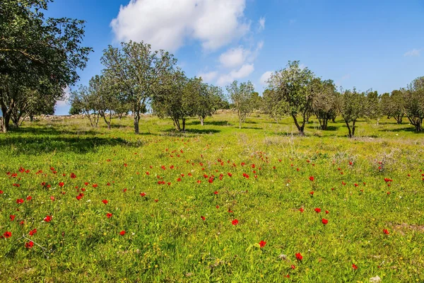 Relvado Verde Adorável Com Anêmonas Vermelhas Florescendo Mundo Verde Primavera — Fotografia de Stock