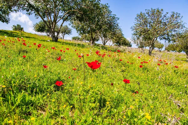 Ökenakacior Blir Gröna Med Unga Blad Vår Gröna Värld Varm — Stockfoto