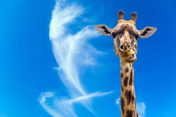 Portrét Žvýkací Žirafy Žirafa Dlouhým Krkem Krásnou Skvrnitou Kůží Malými — Stock fotografie