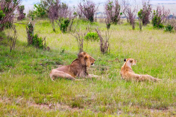 ジープ アフリカのサバンナで春のサファリ ケニア マサイ マラ公園 若いライオンとライオンの心のこもった昼食後 エキゾチックで極端な観光と写真観光の概念 — ストック写真