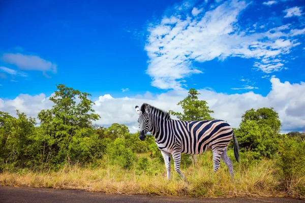 Savannah Zebra lives in southern Africa. South Africa. Animals live and move freely in the  savannah. The famous Kruger Park. The concept of ecological; active; exotic, and photo touris