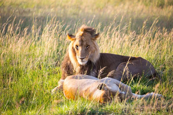 アフリカのライオンと雌ライオンは狩りに成功した後日陰で休んでいます ケニア マサイ マラ公園 アフリカのサバンナで春にジープサファリ エキゾチックで極端な写真観光の概念 — ストック写真