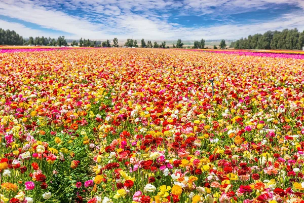 花の世界を歩く 壮大なカーペットでKibbutzフィールド内の緑豊かな黄色と赤の庭のバターカップ イスラエルだ 曇りの日 — ストック写真