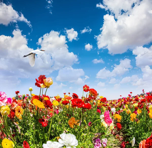 Primavera Israele Bellissimi Ranuncoli Giardino Multicolori Crescono Campo Kibbutz Grosso — Foto Stock