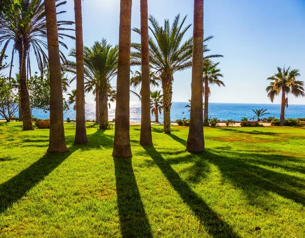 日落了海湾上美丽的棕榈树 在地中海的一个岛上度假 豪华海滨度假的概念 — 图库照片