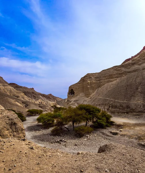 Brede Onverharde Weg Bloeiende Woestijnacacia Regen Ecologisch Actief Fototoerisme Concept — Stockfoto