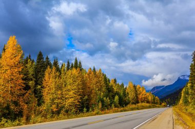  The highway passes among the multi-colored autumn coniferous forests. Lush clouds are flying across the sky. The concept of active, environmental, automotive and photo tourism clipart