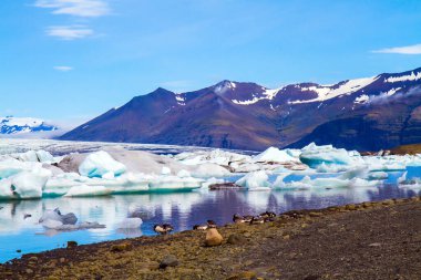 Kutup kuşları martıları suyun kenarında beslenir. Jokulsaurloun gölü. İzlanda. Suya garip buzdağları ve yüzen buz kütleleri yansıyor. Eko, kuzey ve fotoğraf turizmi kavramı