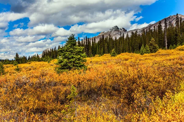 Las Magníficas Montañas Rocosas Canadá Hierba Otoño Multicolor Las Orillas —  Fotos de Stock