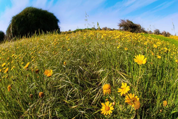 Spring Bloom Negev Desert Israel Fields Spring Flowers Bright Southern — Stock Photo, Image