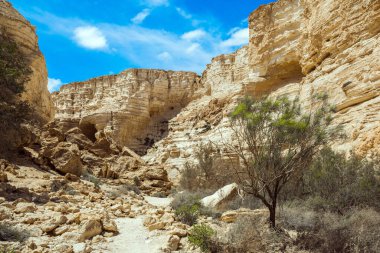 Muhteşem vadi Ein Avdat, Negev Çölü 'nün en güzelidir. İsrail. Duvarların içinde birçok mağara ve kayalar var. Rotadan başlayın. Aktif ve fotoğraf turnuvası konsepti