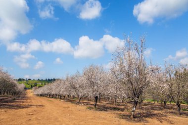 Badem ağaçları baharda çiçek açar. Badem ağaçlarının çiçek açtığı resim gibi bir sokak. Sıcak güneşli bir gün. Şubat ayında güneşli bir bahar günü. İsrail.