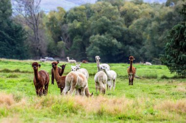 Lama evcilleştirilmiş küçük bir deve. Beyaz, gri ve braun lamaları yeşil çimlerde otlar. Yün ve et için hayvan yetiştirme çiftliği. Egzotik, ekolojik ve fotoğraf turizmi kavramı
