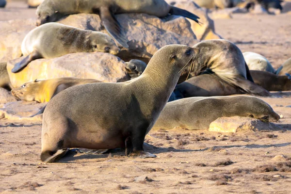 Colony Fur Seals Namibian Nature Reserve Cape Cross Largest South — Stock Photo, Image