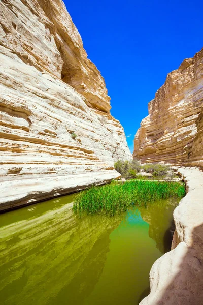 Canyon Ein Avdat Formed Qing River Negev Desert Greenish Mirror — Stock Photo, Image