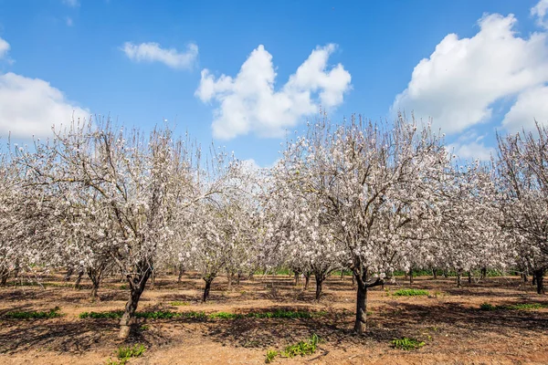 Israel Primavera Febrero Arboleda Almendros Flor Primavera Pintoresco Callejón Almendros — Foto de Stock