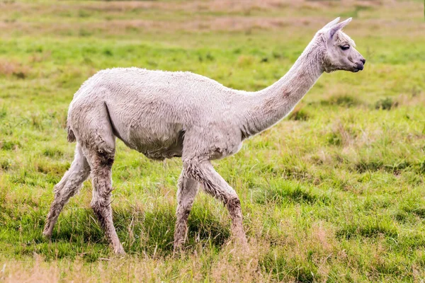 Djuruppfödning För Kött Och Ull Charmig Vit Lama Efter Klippning — Stockfoto