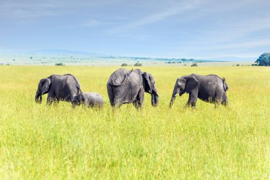 Kenya 'daki ünlü Masai Mara Rezervi. Afrika. Savananın fil sürüleri dünyadaki en büyük hayvanlardır. Ekolojik, egzotik, aşırı ve fotoğraf turizmi kavramı