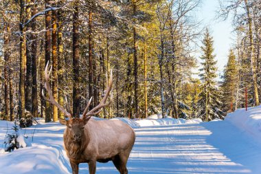 Karlı bir orman yolunda muhteşem bir kızıl geyik. Güneşli kış gününde kozalaklı bir orman. Aktif, kış, eko ve fotoğraf turizmi kavramı