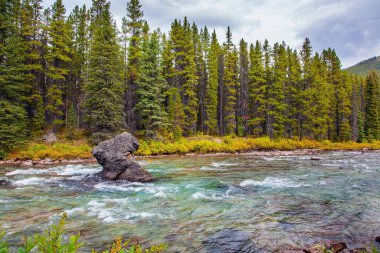 Kozalaklı ormandaki dağ nehri. Alberta. Kanada 'ya sonbahar yolculuğu. Kanada 'nın Rocky Dağları. Dağlarda bulutlu bir gün
