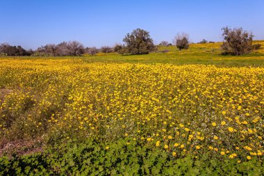 İsrail 'deki Negev Çölü. Parlak güney güneşinde çiçek açan papatyalar. Mavi gökyüzü ve ışık bulutları. Muhteşem çiçek açan bahar. 