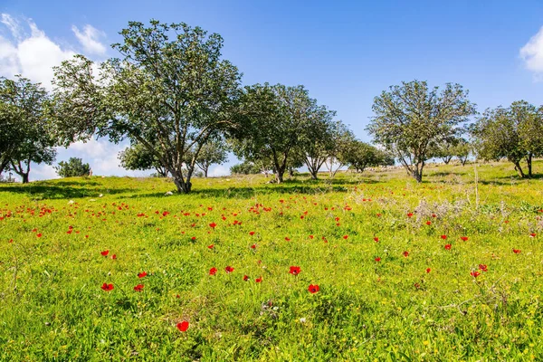 Acácias Deserto Ficam Verdes Com Folhas Jovens Mundo Verde Primavera — Fotografia de Stock