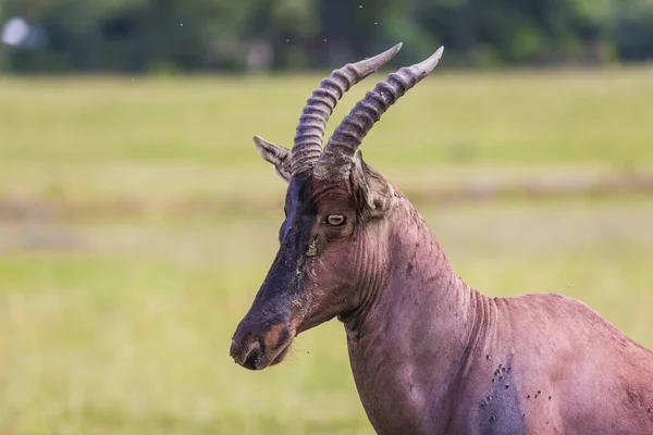 Antylopa Roan Piękny Dumny Roślinożerca Słynny Rezerwat Masai Mara Kenii — Zdjęcie stockowe