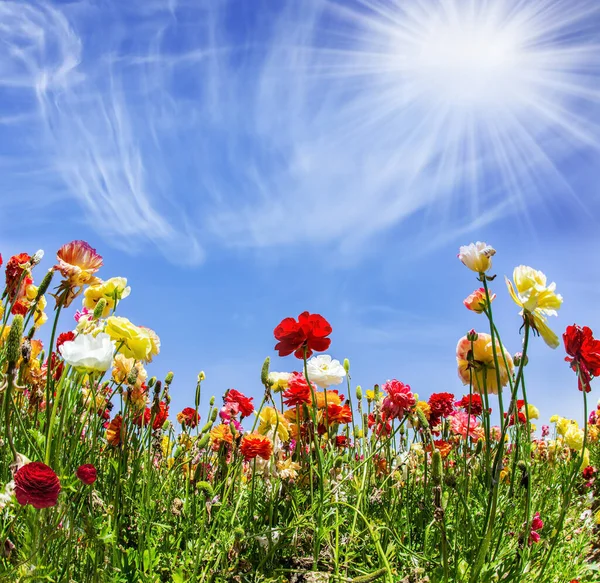Bellissimi Ranuncoli Giardino Multicolori Crescono Campo Kibbutz Primavera Israele Nuvole — Foto Stock