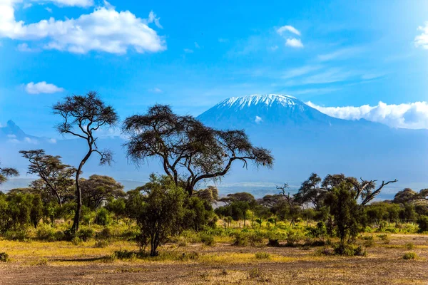 Słynny Szczyt Śniegu Kilimandżaro Savanna Rzadkimi Krzakami Pustynną Akacją Park — Zdjęcie stockowe