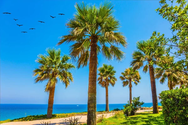 여름날아름다운 휴양지가 이무성 잔디와 해변을 가느다란 야자나무들 레크리에이션의 — 스톡 사진