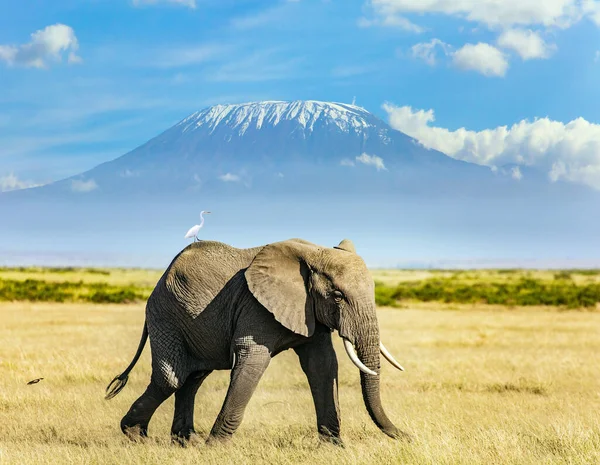 Одинокий Огромный Слон Пасется Подножия Знаменитой Горы Килиманджаро Африка Сказочное — стоковое фото