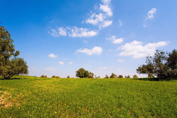 Prachtige Bloeiende Lente Israël Bloei Vroeg Voorjaar Groen Gras Tapijt — Stockfoto
