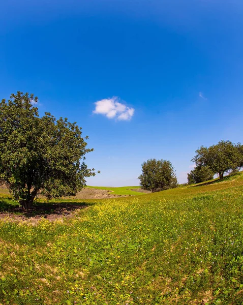 Blue Sky Light Clouds Spring Bloom Negev Desert Israel Fields — Stock Photo, Image