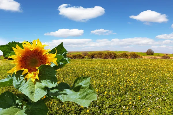 Huge Ripe Sunflower Israel Negev Desert Fields Flowers Bright Southern — Stock Photo, Image
