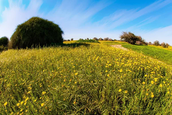 Весенний Расцвет Пустыни Негев Израиле Поля Весенних Цветов Ярким Южным — стоковое фото