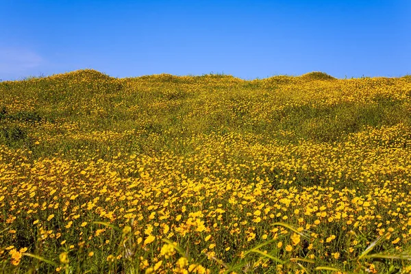 Voorjaarsbloei Van Negev Woestijn Gebied Van Bloeiende Madeliefjes Heldere Zuidelijke — Stockfoto