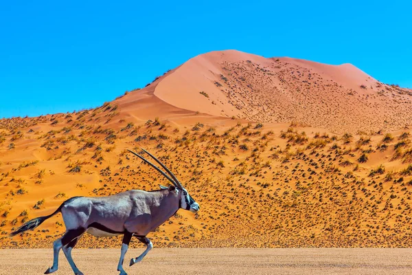 Long Horned Oryx Antelope Majestic Orange Dunes Dry Lake Sussussflay — Stock Photo, Image