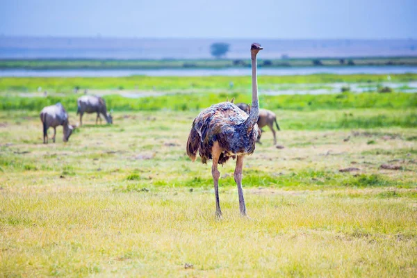 Avestruzes Africanas Pastando Savana Viajar Para África Viagem Chifre África — Fotografia de Stock