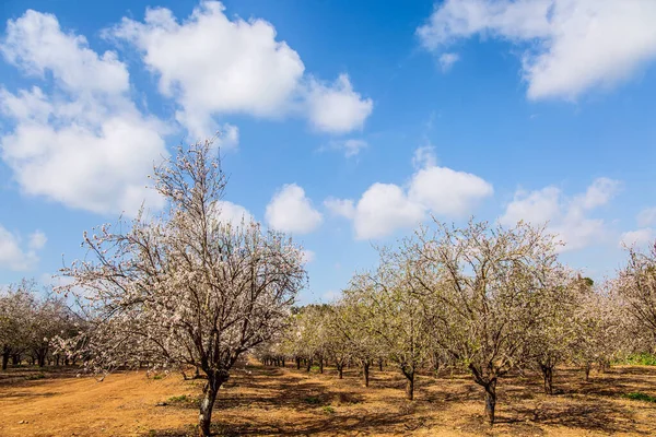 Magnífico Jardín Flores Almendras Los Almendros Están Cubiertos Hermosas Flores — Foto de Stock