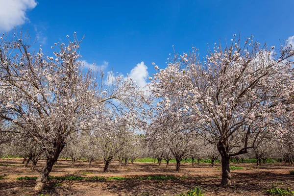 Paseo Matutino Floreciente Almendro Israel Primavera Febrero Pintoresco Callejón Almendros — Foto de Stock