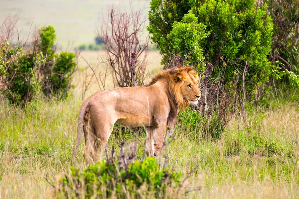 Lion Preparing Hunt Kenya Masai Mara Park Jeep Safari Spring — Stock Photo, Image