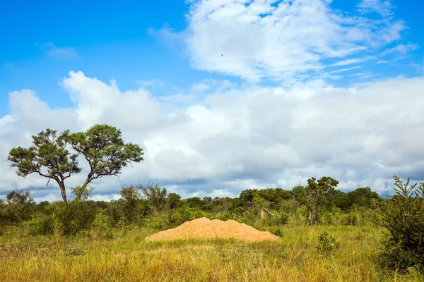 South Africa Famous Kruger Park African Savannah Flat Steppe Overgrown — Stock Photo, Image