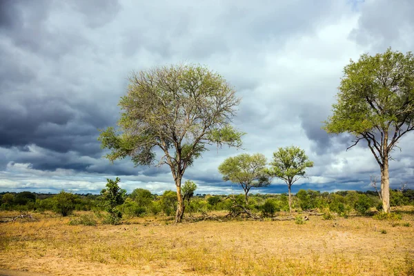Park Krugera Afrykańska Sawanna Płaski Krzak Porośnięty Żółtą Trawą Pustynną — Zdjęcie stockowe